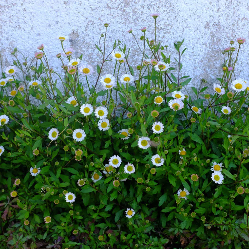 la-bo-te-graines-p-querette-des-murailles-bio-graines-fleurs-vivace image 1