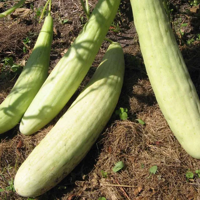 la-bo-te-graines-concombre-d-arm-nie-graines-l-gumes-bio-doux image 1