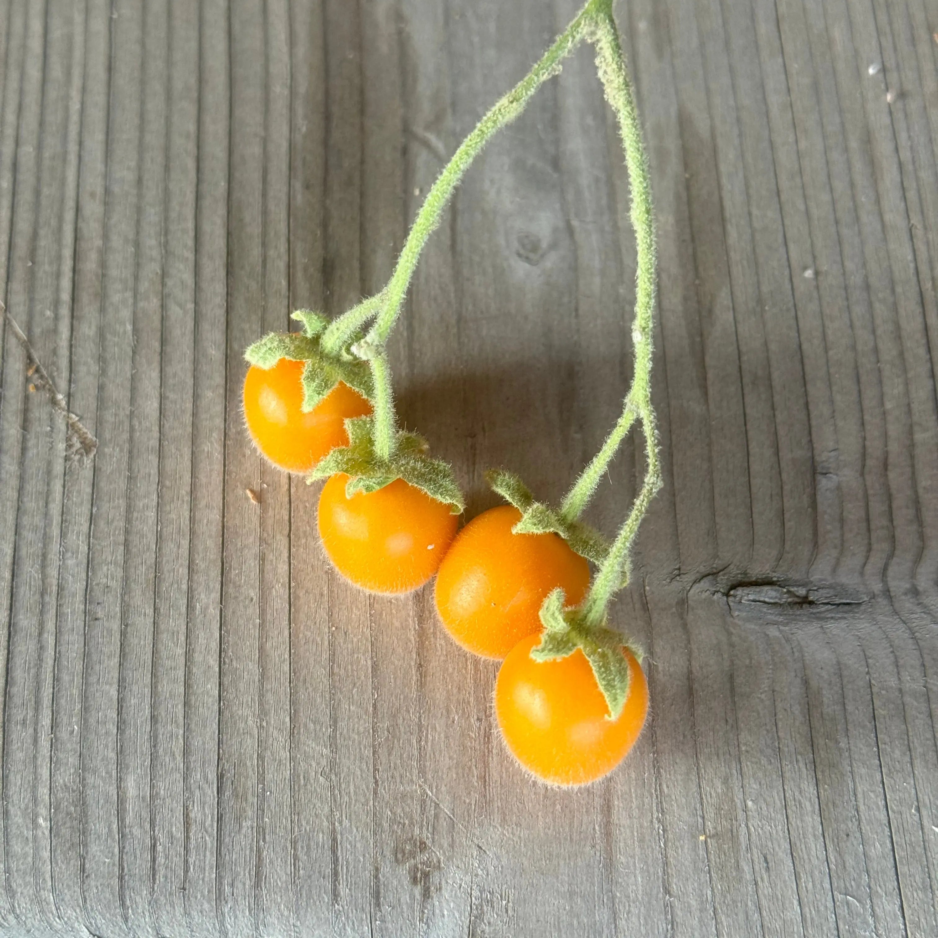 ferme-de-sainte-marthe-tamarillo-nain-graines-potag-res-exotique-sachet image 2