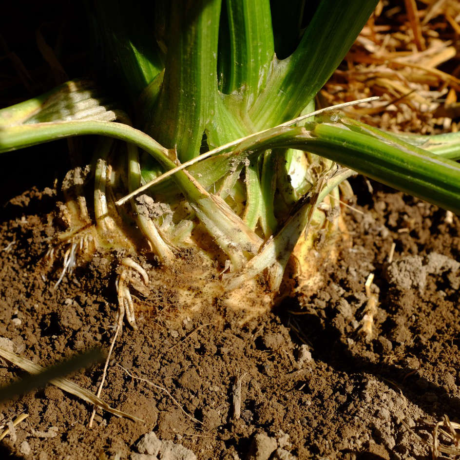 la-bo-te-graines-c-leri-rave-alba-bio-graines-l-gumes-racine image 3