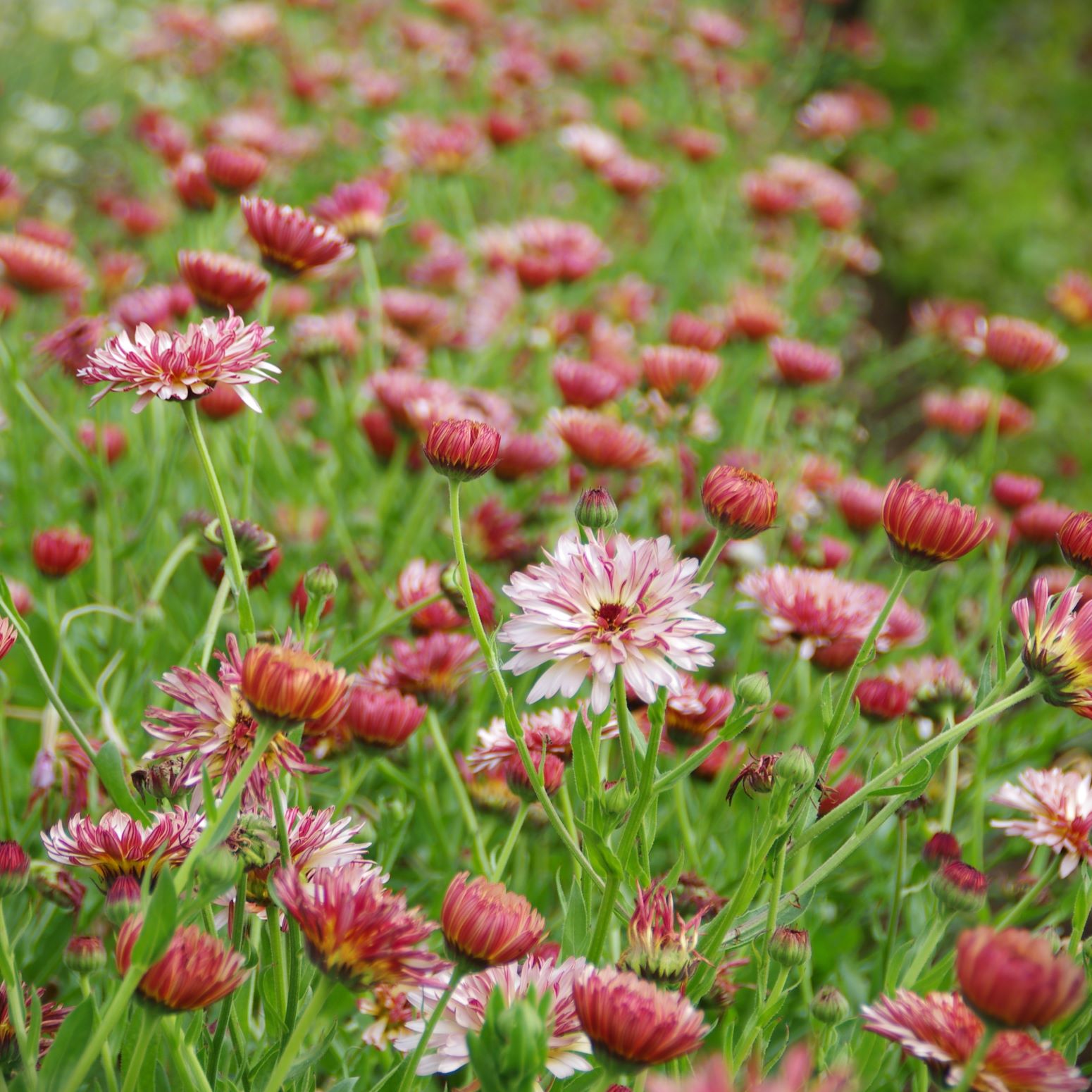 les-semences-de-l-ombelle-souci-strawberry-blond-graines-bio-rose image 3