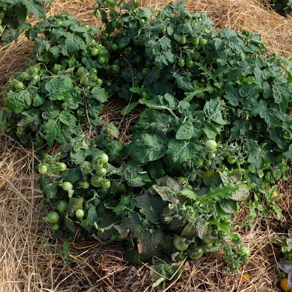 la-bo-te-graines-tomate-gold-robin-graines-l-gumes-bio-pot image 4