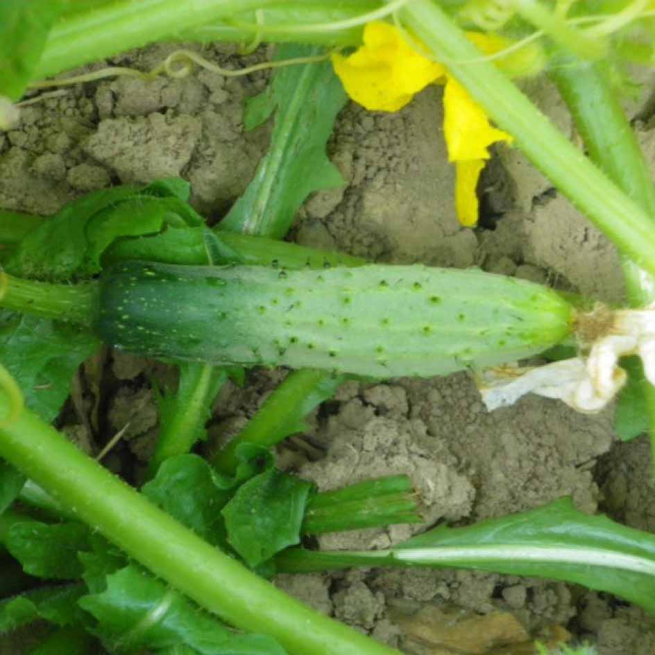 la-bo-te-graines-cornichon-meaux-bio-graines-l-gumes-vinaigre image 2