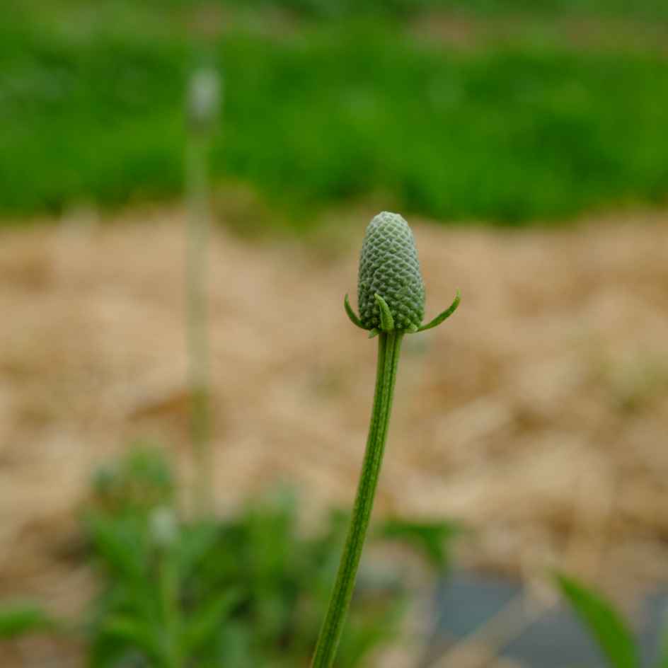 la-bo-te-graines-ratibida-columnifera-bio-graines-fleurs-vivace image 3