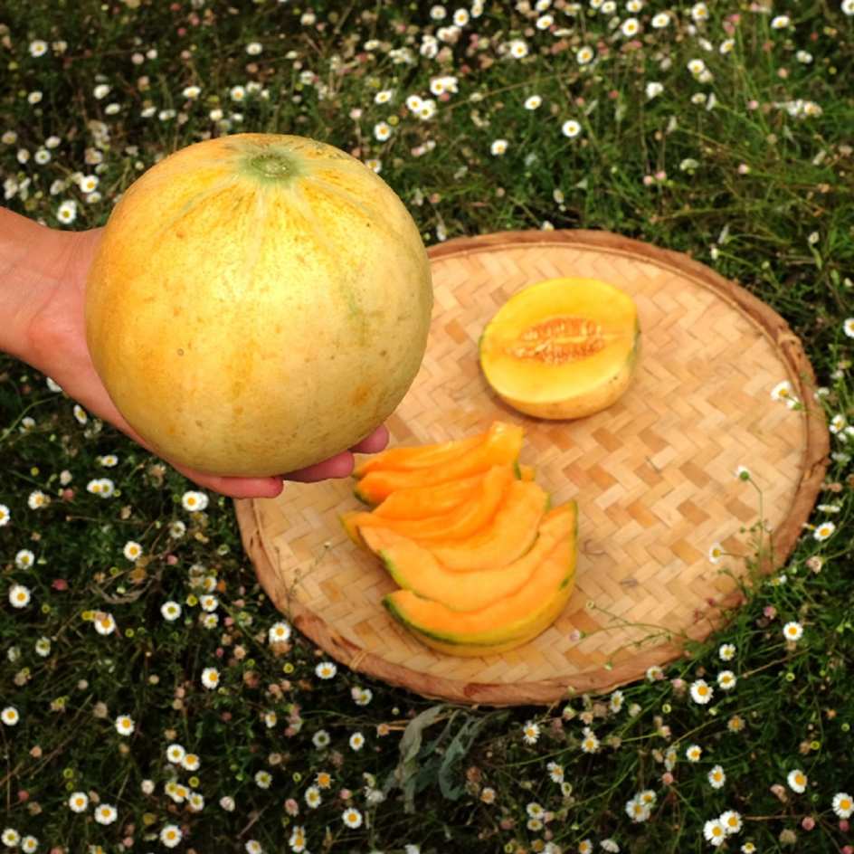 la-bo-te-graines-melon-cantaloup-orlinabel-graines-bio-sucr image 2