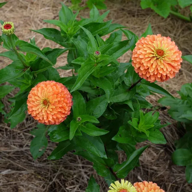la-bo-te-graines-zinnia-queeny-mix-bio-graines-fleurs-doubles image 1