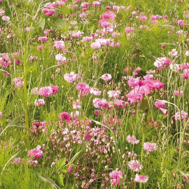 ferme-de-sainte-marthe-cama-eu-rose-m-lange-fleuri-15-fleurs image 1