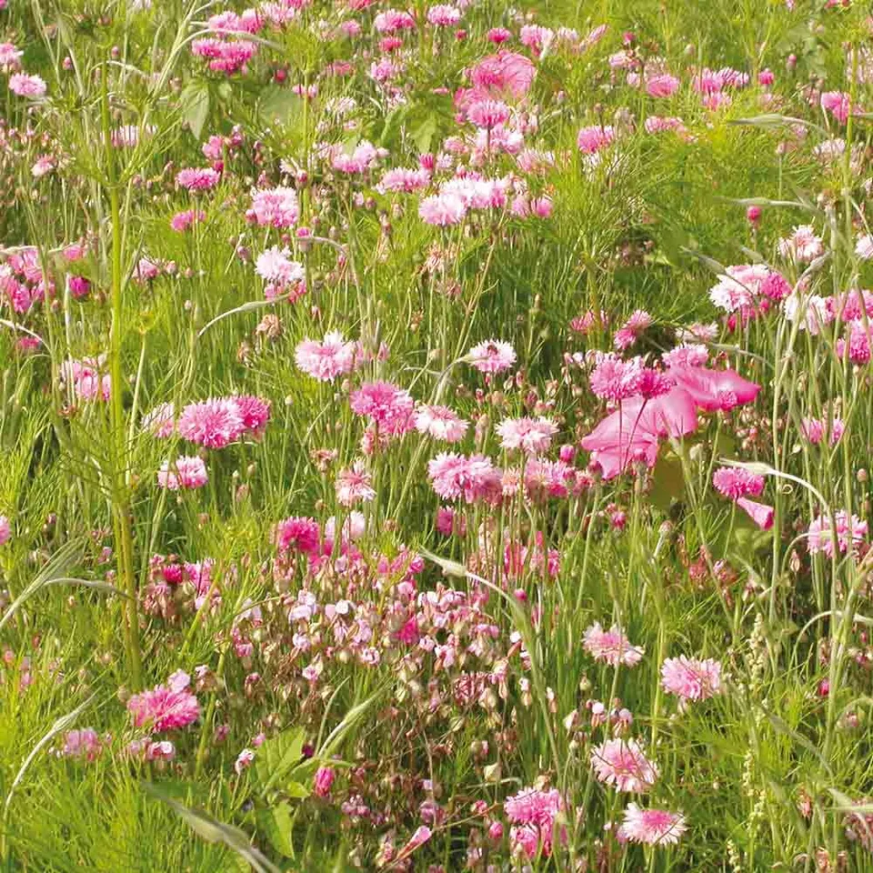 ferme-de-sainte-marthe-cama-eu-rose-m-lange-fleuri-15-fleurs image 1