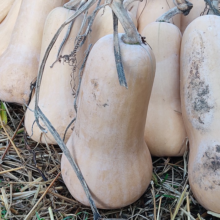 les-semences-de-l-ombelle-courge-musqu-e-butternut-graines-bio image 2