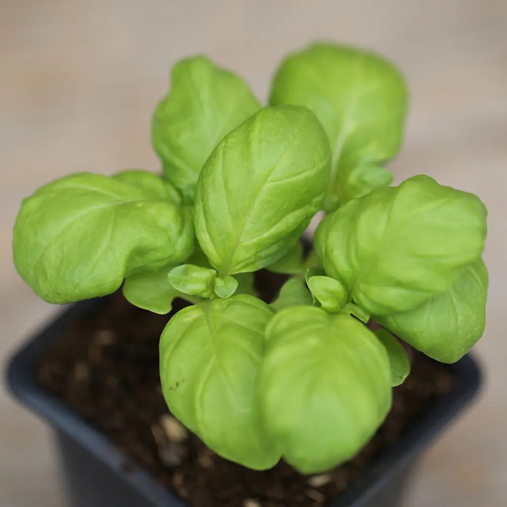 ferme-de-sainte-marthe-plants-bio-basilic-g-ant-monstrueux-mammouth-plant image 2