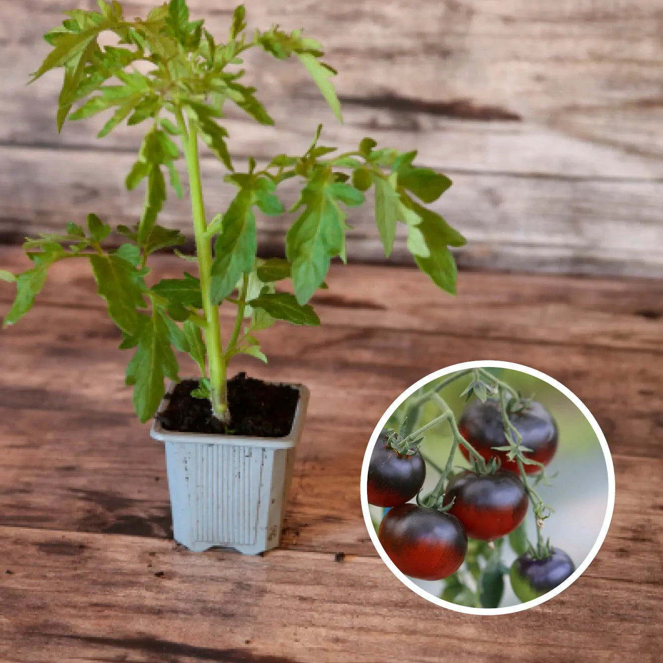 ferme-de-sainte-marthe-s-lection-arc-en-tomates-graines-tomates image 7