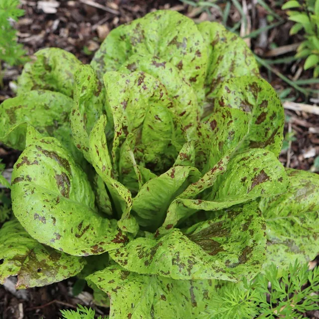 les-semences-de-l-ombelle-laitue-romaine-queue-de-truite-bio-graines image 1