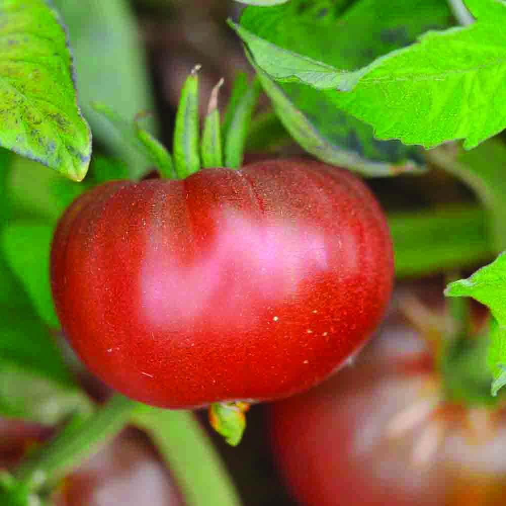 ferme-de-sainte-marthe-black-ethiopian-graines-de-tomates-brunes-bio image 1