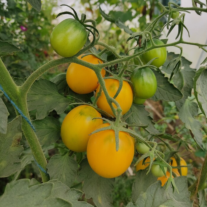 les-semences-de-l-ombelle-tomate-berao-gold-graines-bio image 1