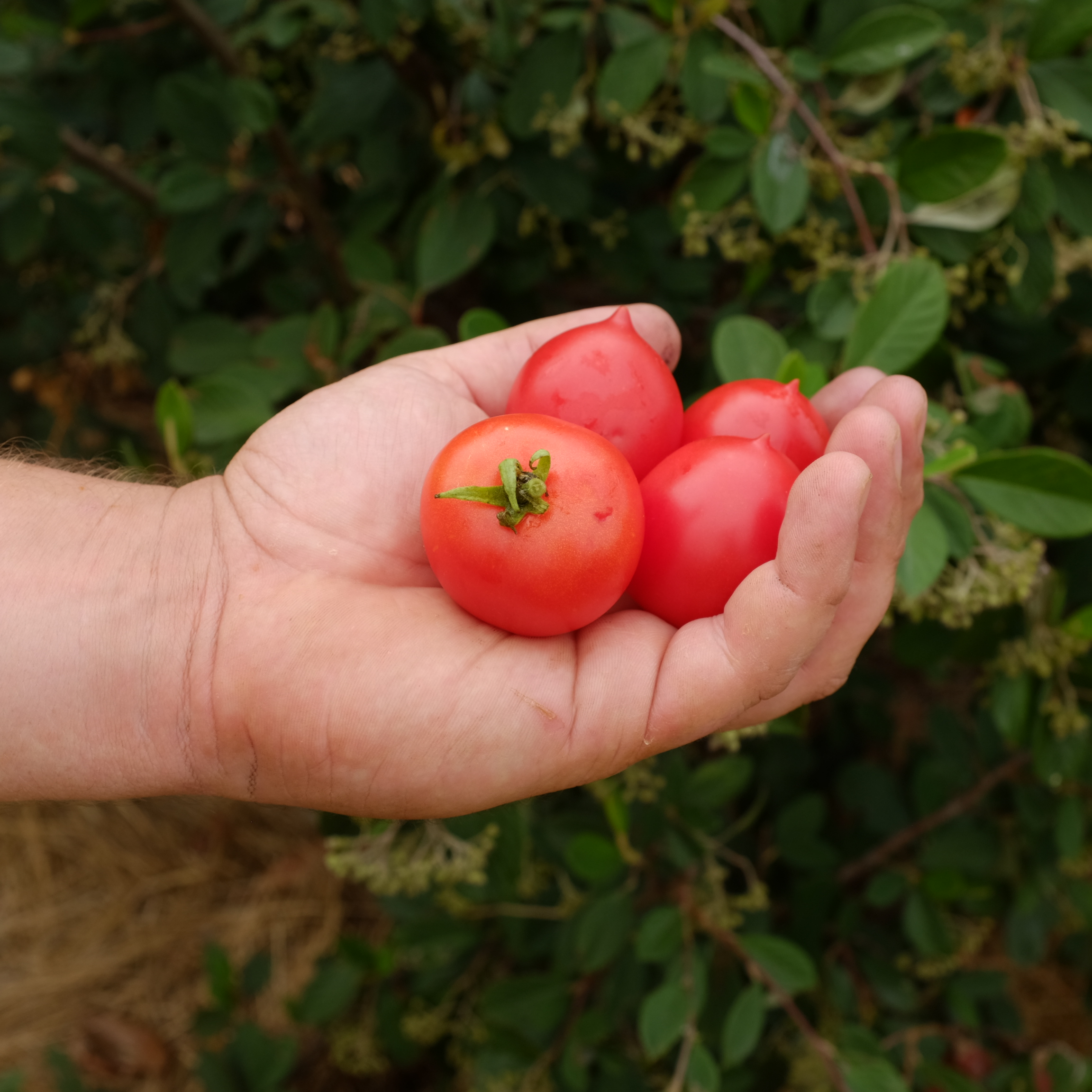 la-bo-te-graines-tomate-geranium-kiss-bio-graines-pot image 1