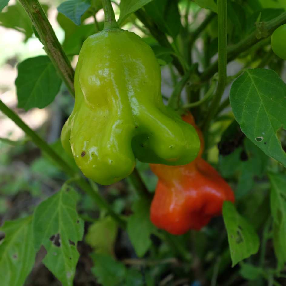 la-bo-te-graines-graines-l-gumes-piment-bonnet-d-v-que-bio-doux image 3