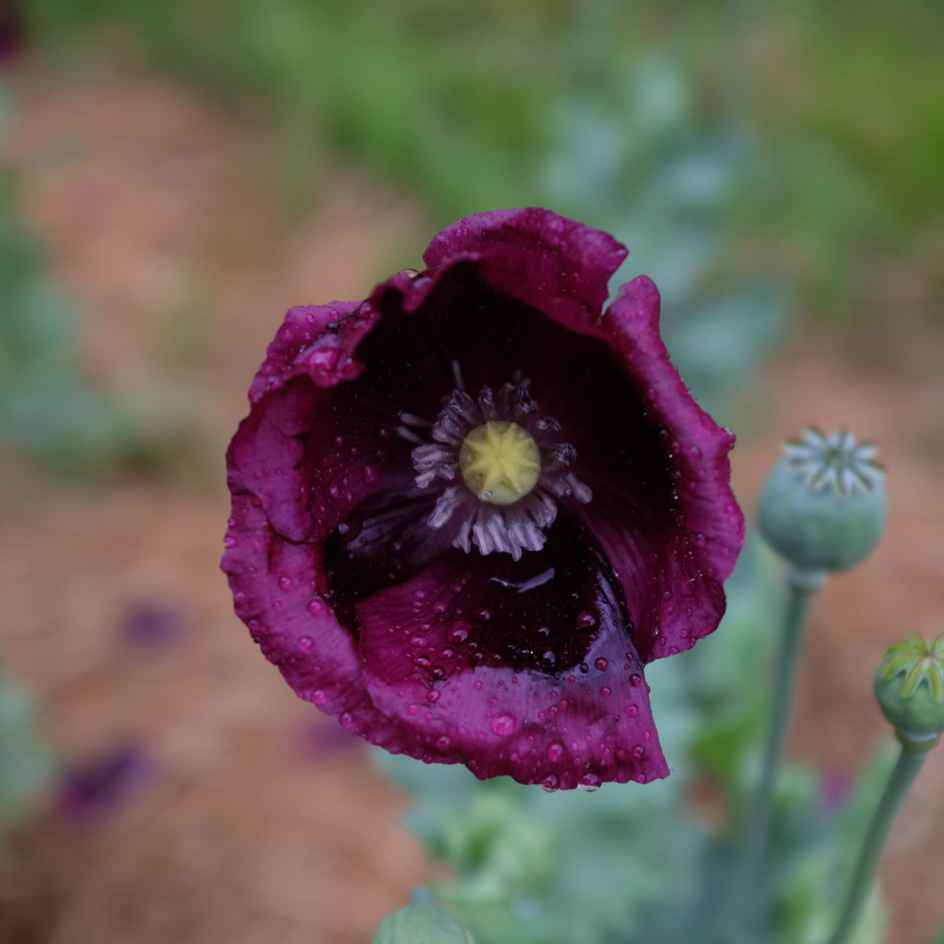 la-bo-te-graines-graines-fleurs-pavot-lauren-s-grape-bio-violet image 3