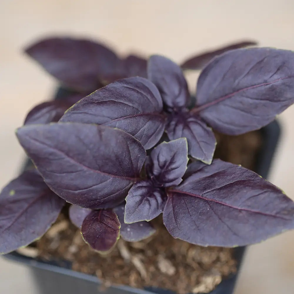 ferme-de-sainte-marthe-basilic-pourpre-plant-aromatique-bio image 2