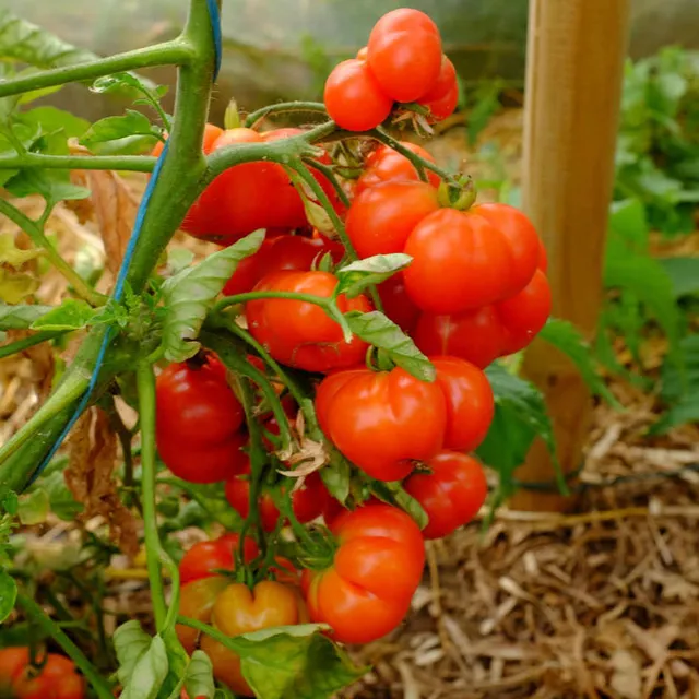 la-bo-te-graines-tomate-voyage-bio-graines-100-g image 1