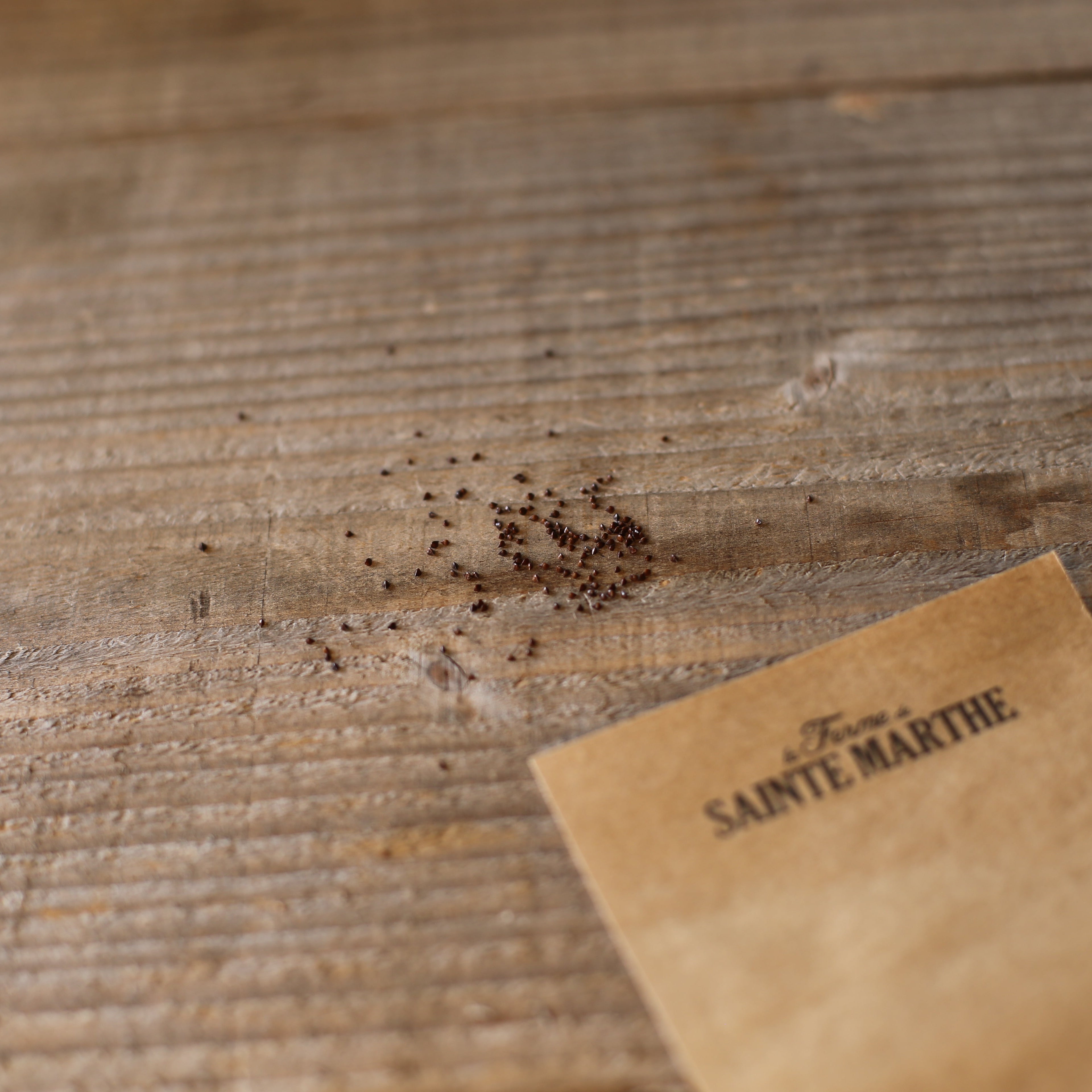 ferme-de-sainte-marthe-oseille-sanguine-graines-potag-res-sachet image 2