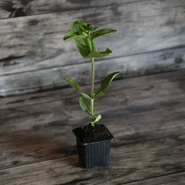 ferme-de-sainte-marthe-zinnia-green-envy-plant-bio-fleur-verte image 1