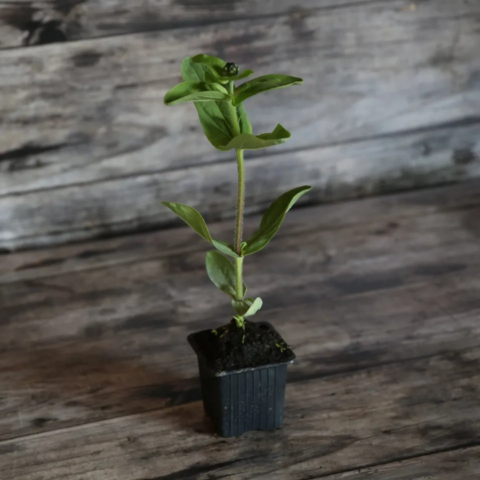 ferme-de-sainte-marthe-zinnia-green-envy-plant-bio-fleur-verte image 1