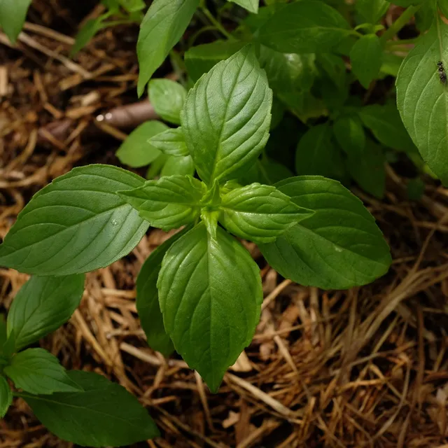 la-bo-te-graines-basilic-mrs-burns-graines-aromatiques-bio-citron image 1
