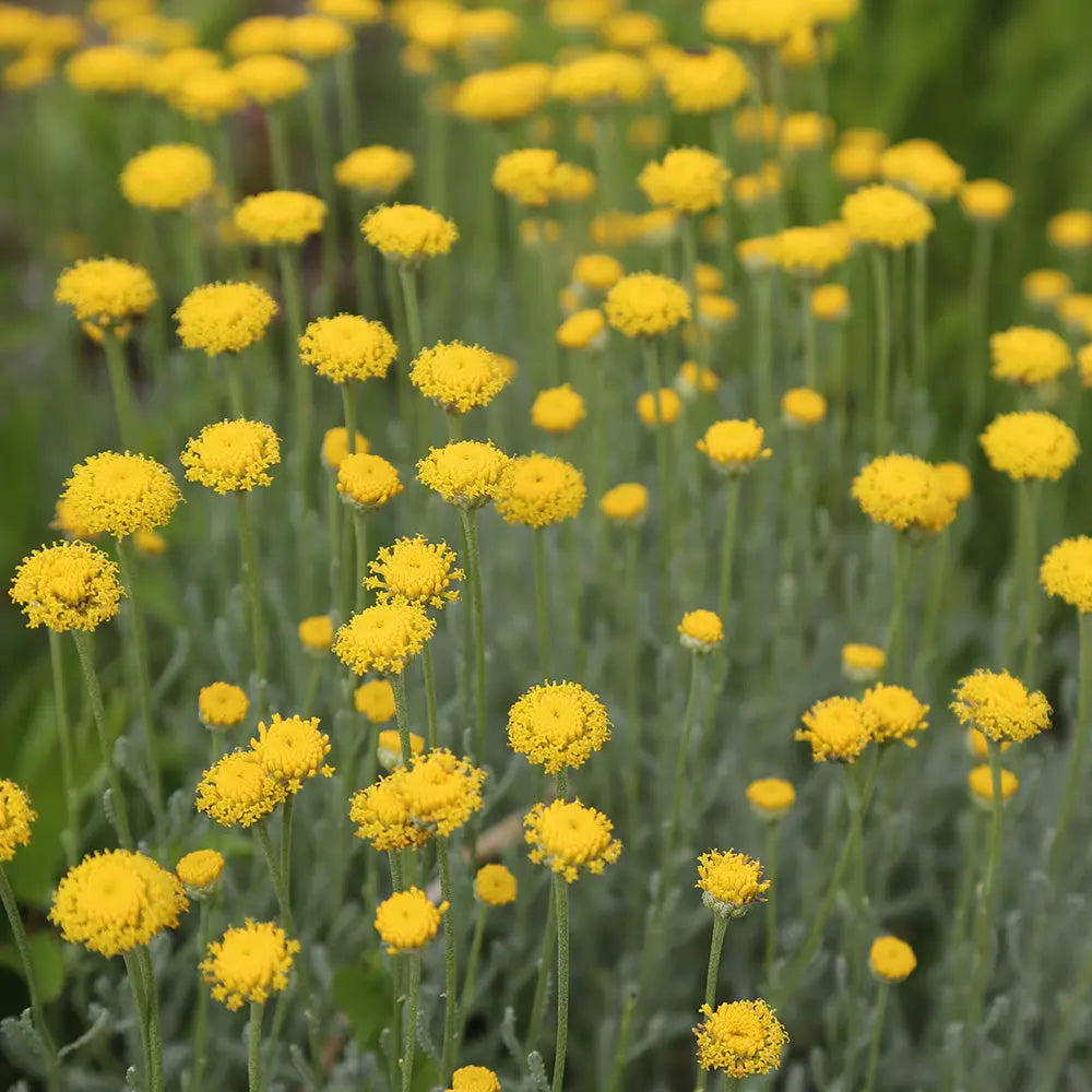 ferme-de-sainte-marthe-santoline-argent-e-plant-bio-couvre-sol-sec image 3