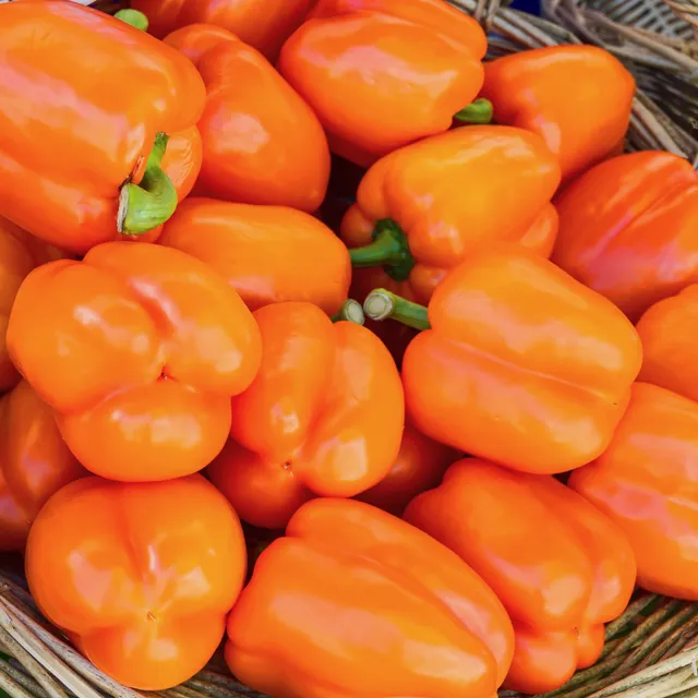 la-bo-te-graines-poivron-california-wonder-orange-graines-bio image 1