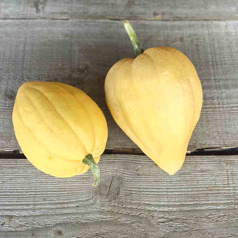 ferme-de-sainte-marthe-thelma-sanders-courge-acorn-bio image 1