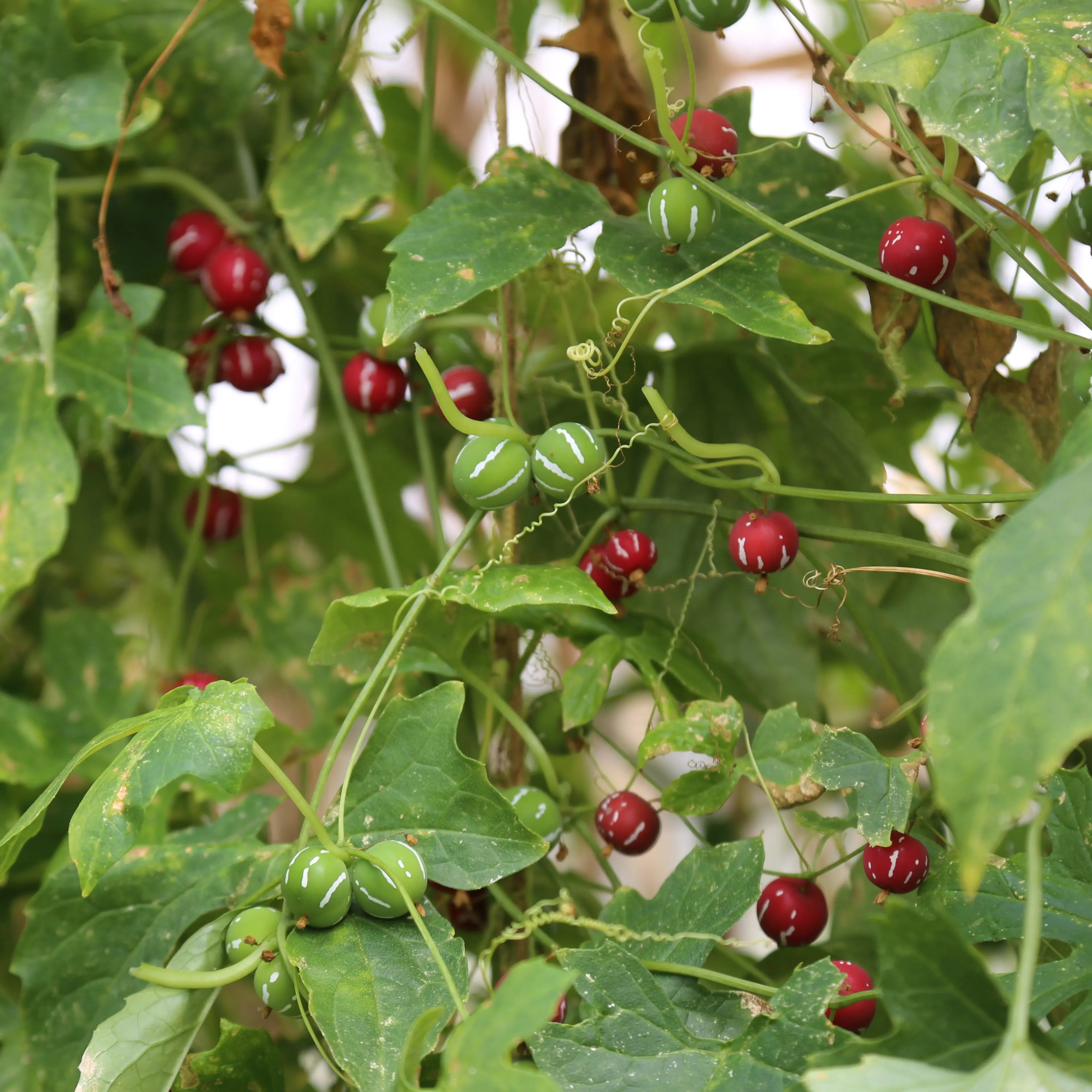 ferme-de-sainte-marthe-vigne-lollipop-ab-graines-de-fleurs-bio image 1