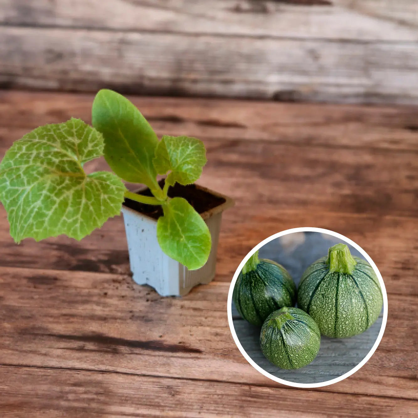 ferme-de-sainte-marthe-courgette-ronde-de-nice-plant-bio image 1
