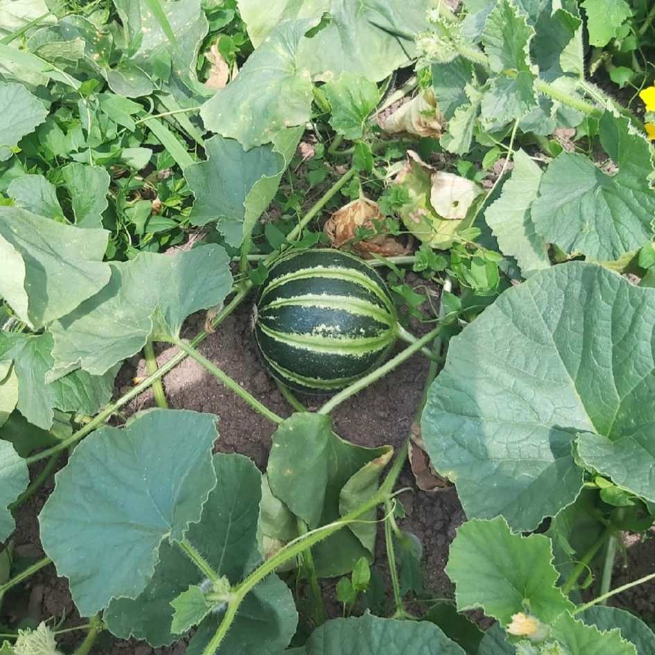 la-bo-te-graines-graines-l-gumes-melon-kajari-bio-graines-bio-1-kg image 3