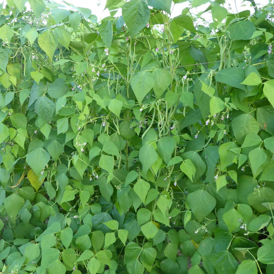 la-bo-te-graines-emerite-graines-haricot-bio-rames image 1