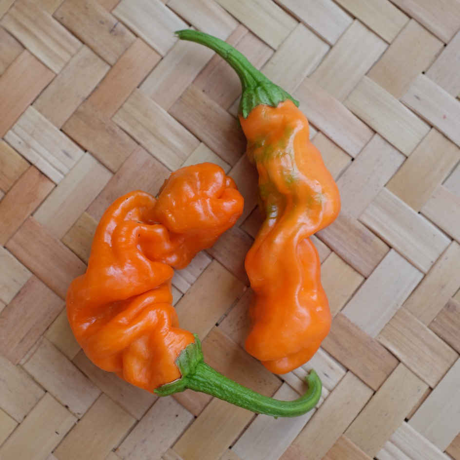 la-bo-te-graines-piment-penis-orange-graines-bio image 1