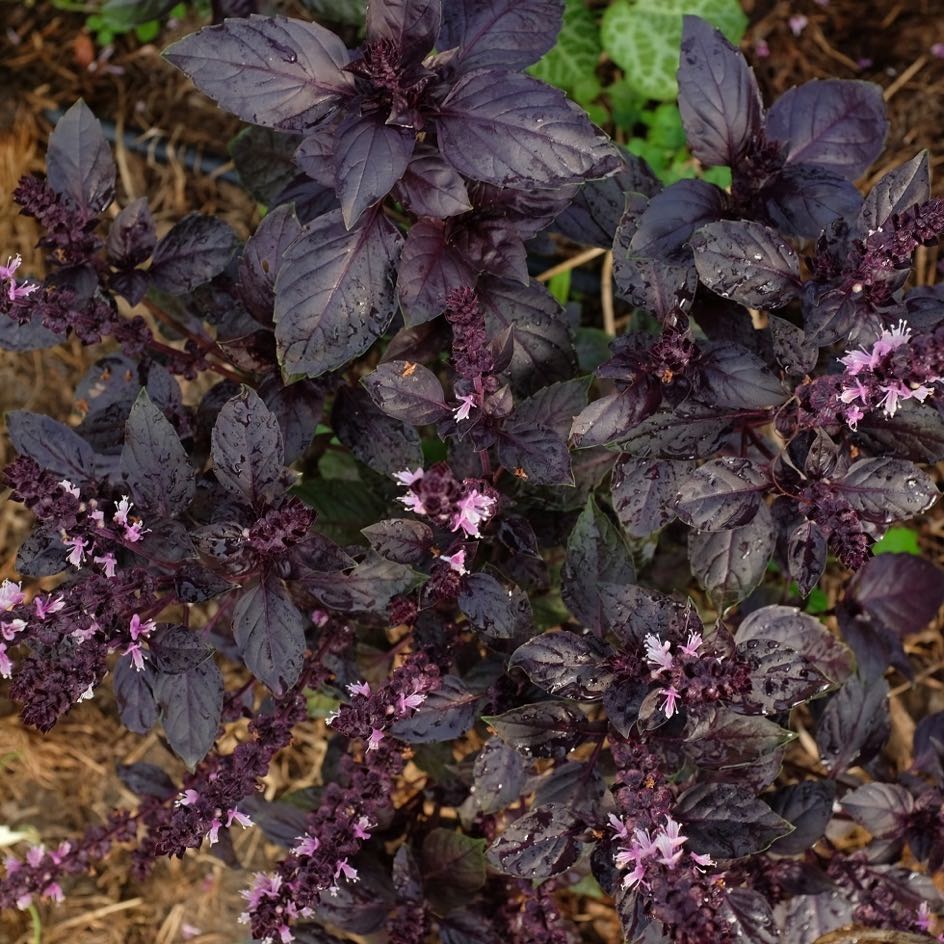 la-bo-te-graines-basilic-rosie-graines-aromatiques-bio-pourpre image 4