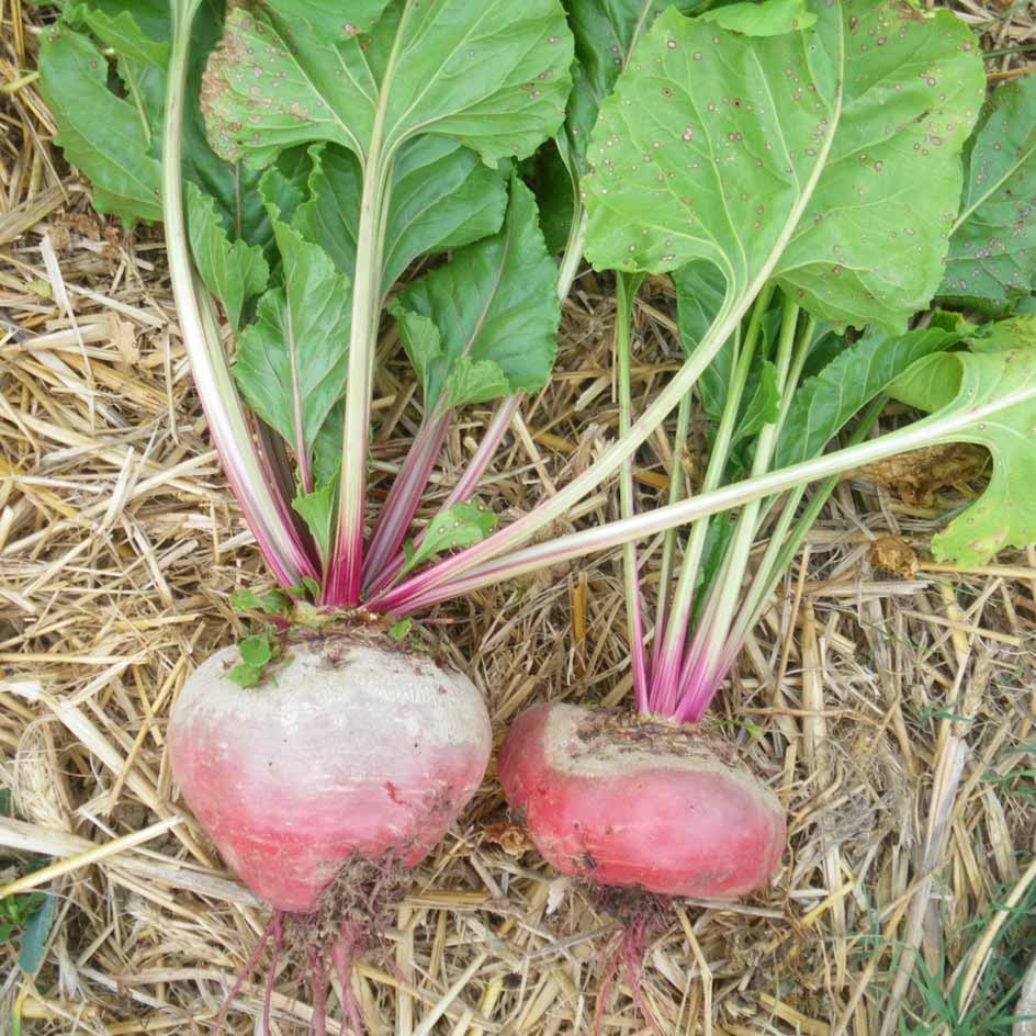 la-bo-te-graines-chioggia-graines-betterave-bio-sucr-e image 3