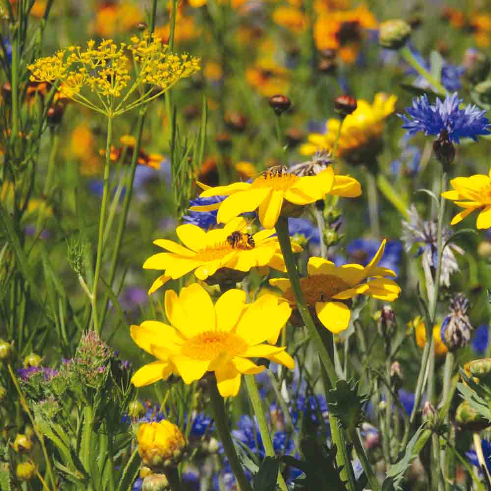 ferme-de-sainte-marthe-chrysanth-me-moissons-graines-fleurs-bio image 1