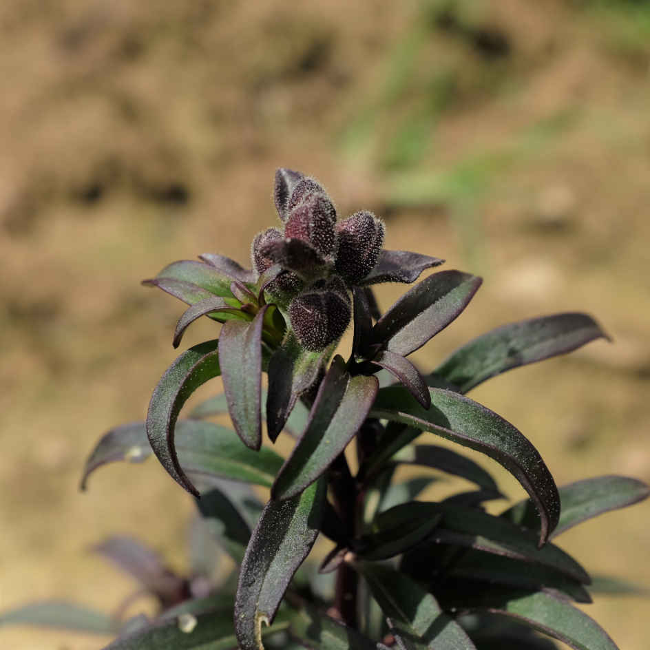 la-bo-te-graines-muflier-black-prince-graines-fleurs-bio-bordeaux image 4