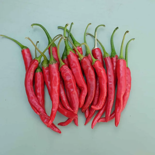 la-bo-te-graines-graines-l-gumes-piment-jwala-bio-semences-fort image 1