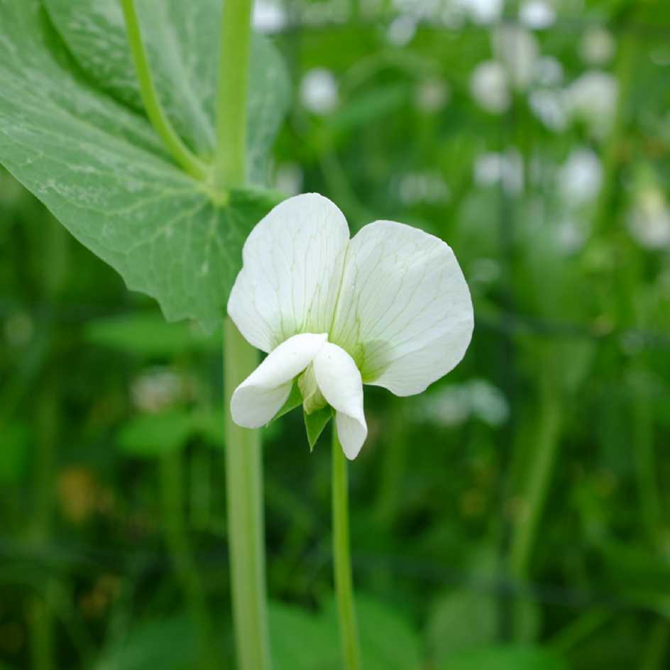 la-bo-te-graines-graines-l-gumes-pois-de-chantenay-bio image 5