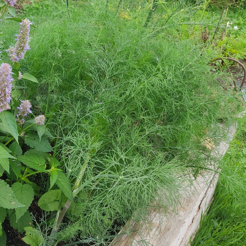 les-semences-de-l-ombelle-aneth-officinale-bio-graines-aromatiques-bio image 3