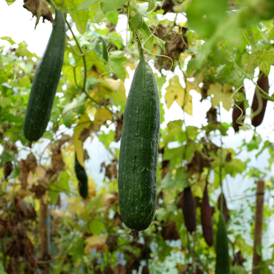 la-bo-te-graines-graines-l-gumes-luffa-courge-ponge-bio image 3