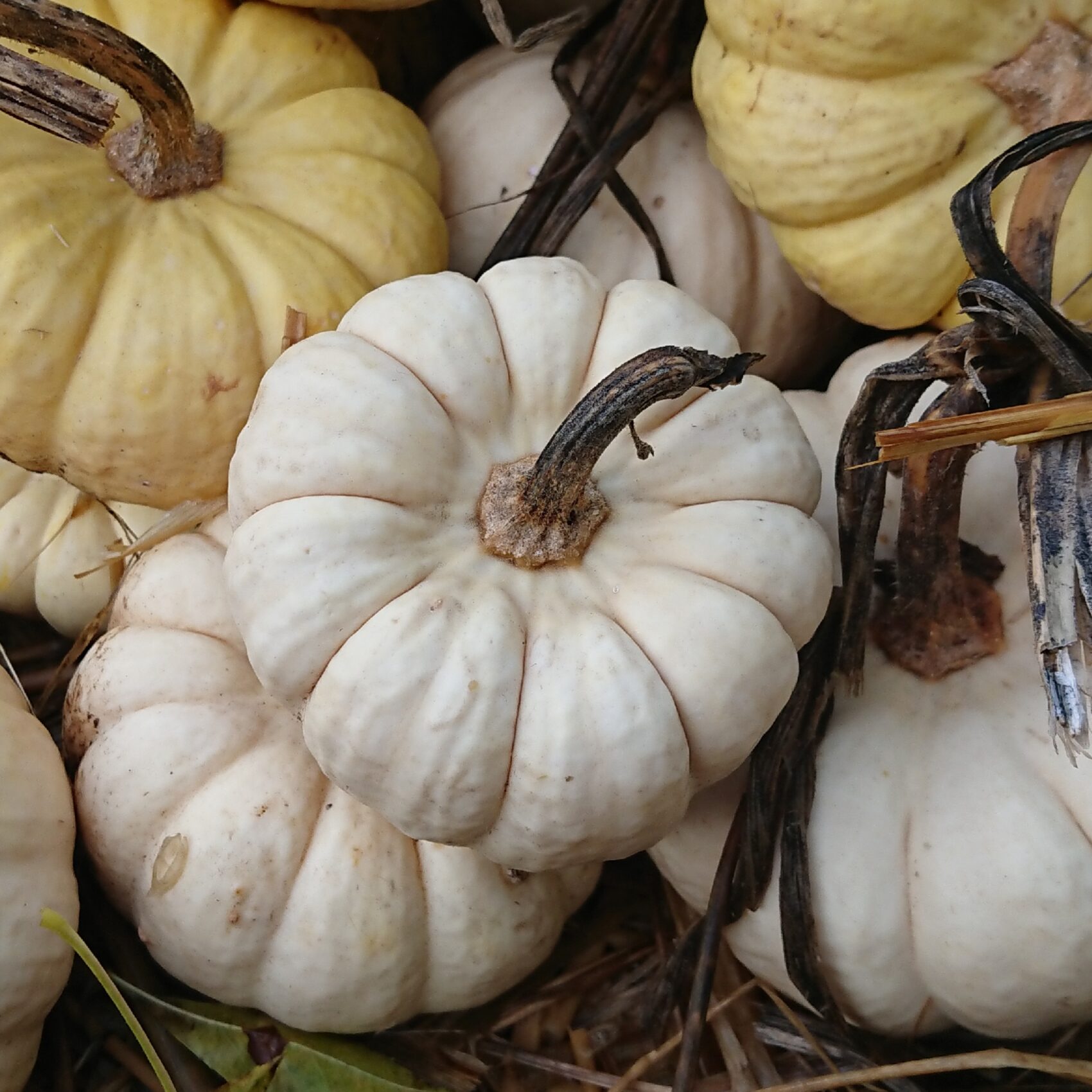 les-semences-de-l-ombelle-courge-baby-boo-bio-graines-orange image 1