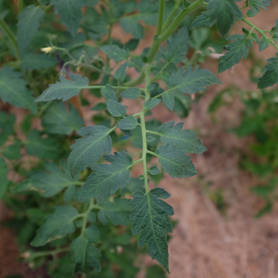 la-bo-te-graines-tomate-t-ton-de-v-nus-jaune-graines-bio image 2
