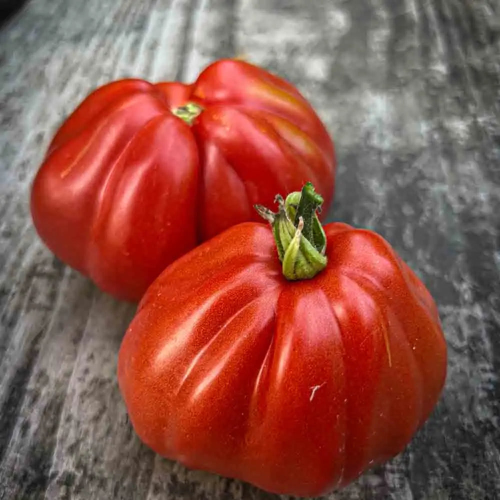 ferme-de-sainte-marthe-tomate-liguria-graines-potag-res-bio image 1