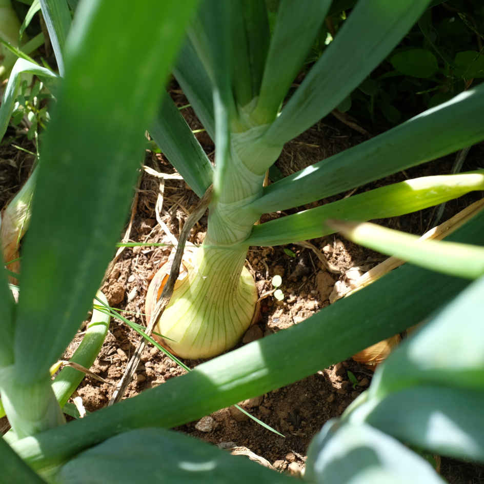 la-bo-te-graines-graines-l-gumes-oignon-blanc-de-lisbonne-bio image 1