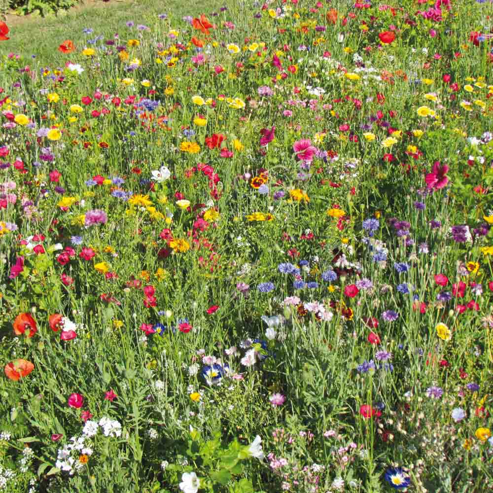 ferme-de-sainte-marthe-gazon-japonais-graines-fleurs-en-m-lange image 1