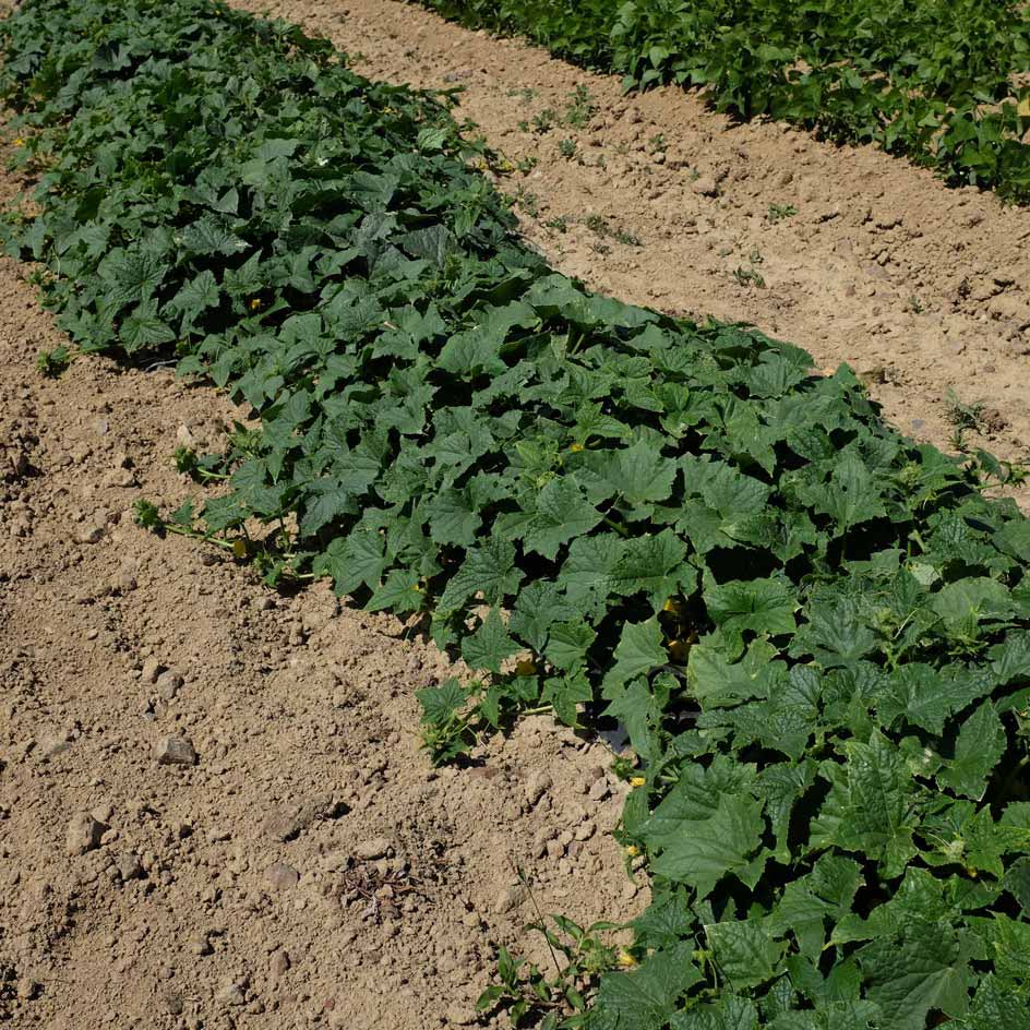 la-bo-te-graines-concombre-vert-long-mara-cher-bio-graines image 4