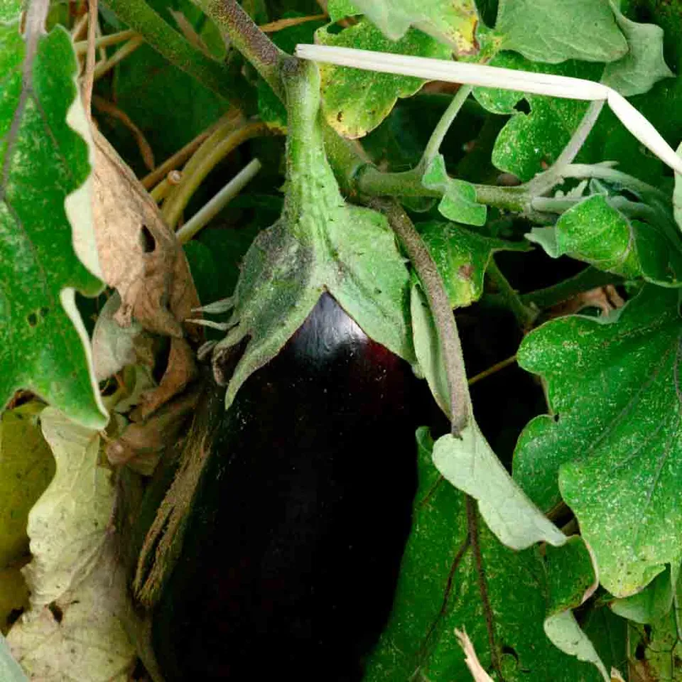 ferme-de-sainte-marthe-aubergine-black-diamond-graines-bio image 1